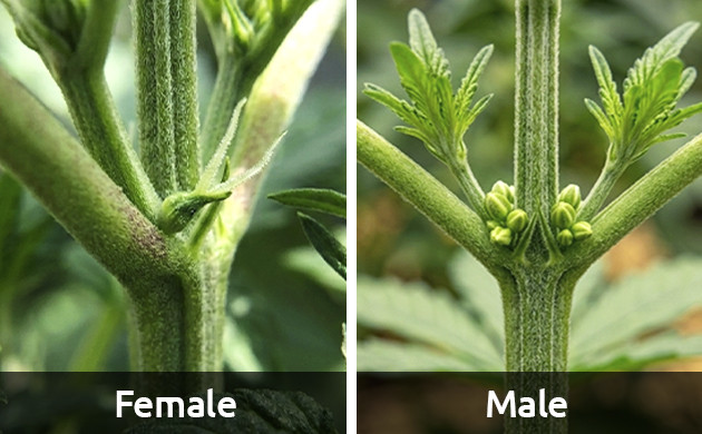 first signs of flowering stage