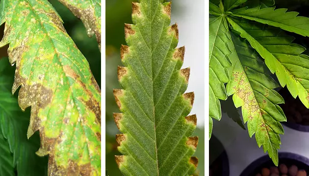 Zunächst müssen Sie sicherstellen, dass Sie das Problem richtig identifiziert haben wie man Cannabis-Kalium-Mangel behebt