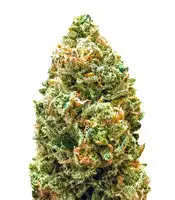 Monster Bruce Banner Auto (Monster Genetics) Cannabis-Samen zu verkaufen Monster Bruce Banner Auto (Monster Genetics)