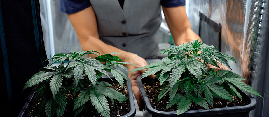 indoor cannabis-samen
