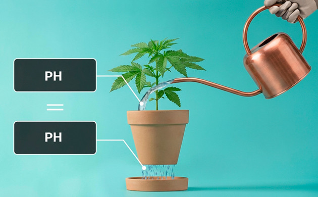Was tun, wenn die Cannabispflanze überbewässert ist?