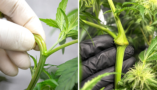 Nährstoffe im vegetativen Stadium von Cannabis