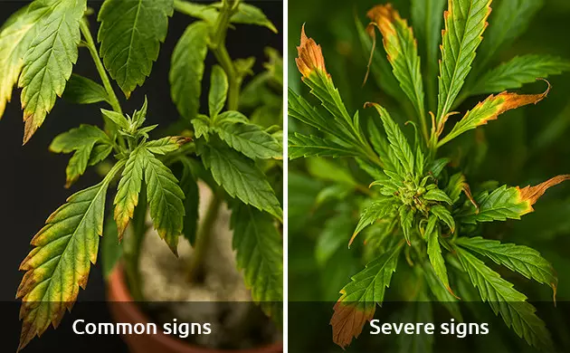 Symptome eines Bormangels Anzeichen und Symptome von Bormangel