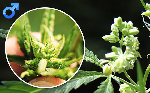 weibliche Marihuana-Pflanze