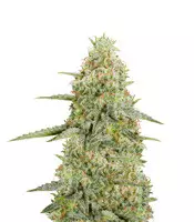 Sugar Black Rose (Delicious Seeds) Cannabis-Samen zu verkaufen Sugar Black Rose (Delicious Seeds)