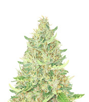 Ayahuasca Purple Cannabis-Samen Kaufen Ayahuasca Purple (Barney's Farm)
