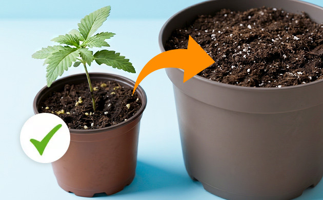 transplanting large marijuana plants