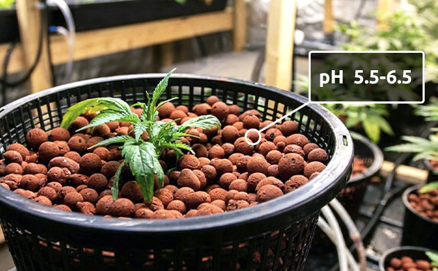 how to grow hydroponic marijuana