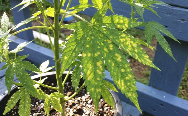 marijuana growing problems