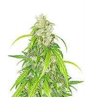 Apricot Auto Cannabis-Samen Kaufen Apricot Auto (Fast Buds)