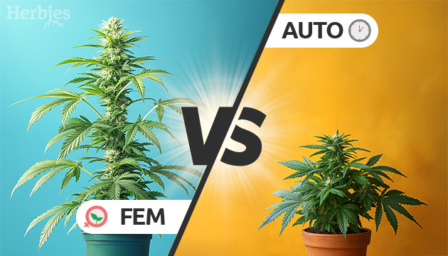 autoflower vs feminized