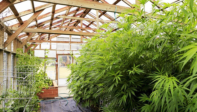 best temperature for growing weed