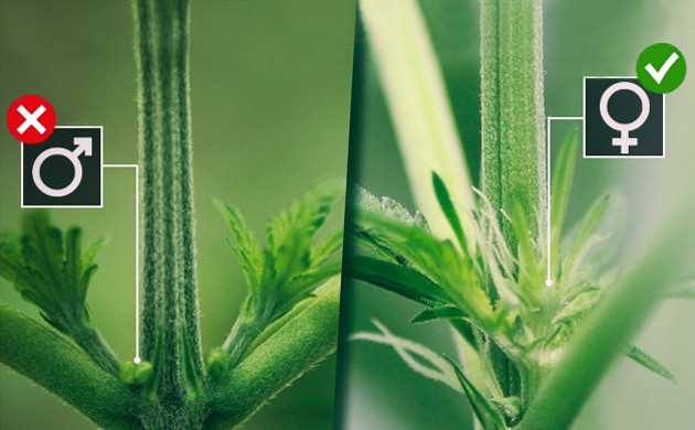 wie man eine Cannabis-Mutterpflanze hält