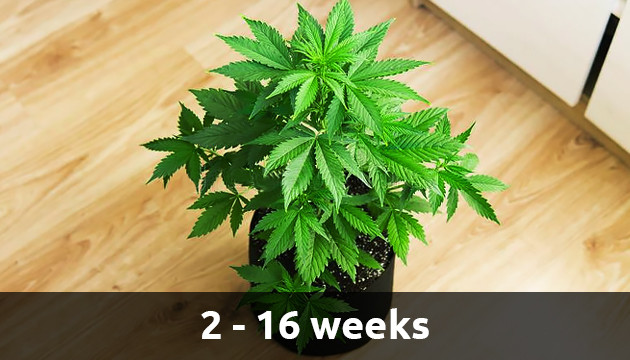 Wachstumsstadien von Cannabis