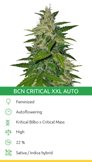 BCN Critical XXL Autoflower Cannabis-Sorte