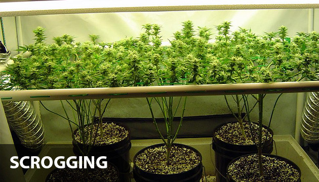 increasing cannabis yield