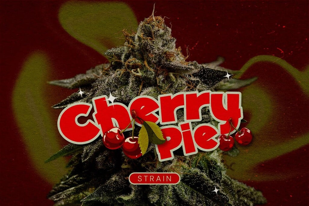 cherry pie cannabissorte