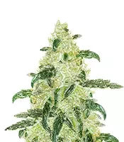 Samsquanch OG Auto (Mephisto Genetics) Cannabis-Samen zu verkaufen Samsquanch OG Auto (Mephisto Genetics)