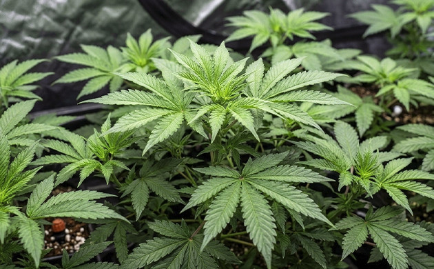 cannabis flowering stages