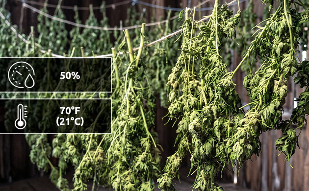 how to increase potency of weed