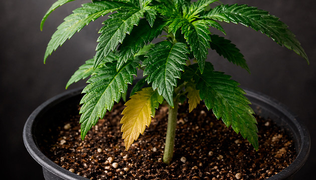 Cannabis-Stresssymptome