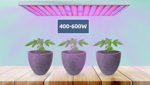 Wie viele Pflanzen pro wachsen Licht