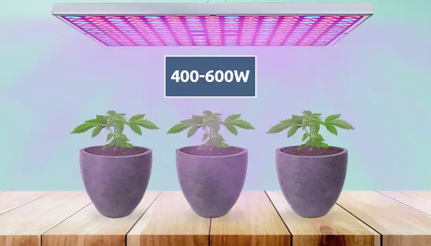 Wie viele Pflanzen pro wachsen Licht