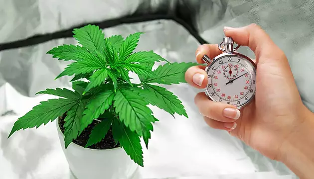 Wie lange dauert das vegetative Marihuana-Stadium? Nährstoffe für Gemüse Stadium