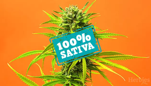 die 6 besten reinen sativa sorten