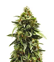 Buddha Medikit Auto CBD Cannabis-Samen Kaufen Buddha Medikit Auto CBD (Buddha Seeds)