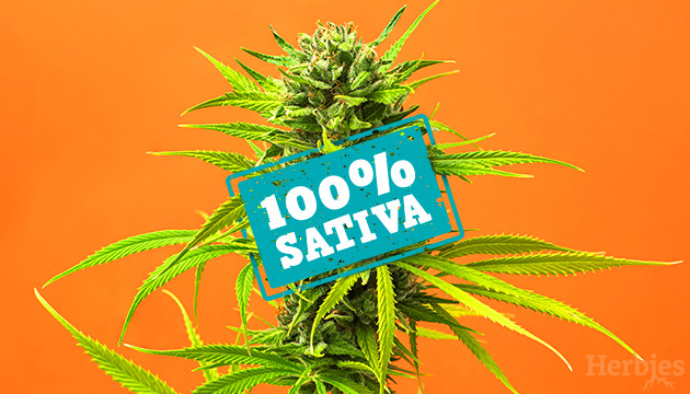 die 6 besten reinen sativa sorten