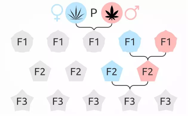 F1 Cannabissamen f1 Stamm