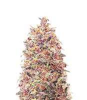 Dark Lemonade Auto feminisierte Samen zu verkaufen Dark Lemonade Auto (Delicious Seeds)