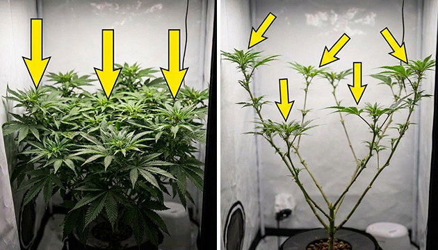 Deleafing Cannabispflanzen