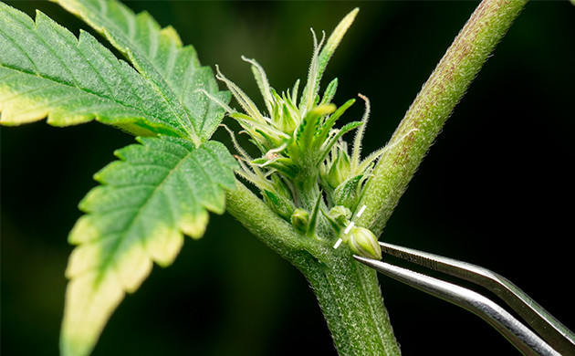 Wie sieht eine zwittrige Cannabispflanze aus?