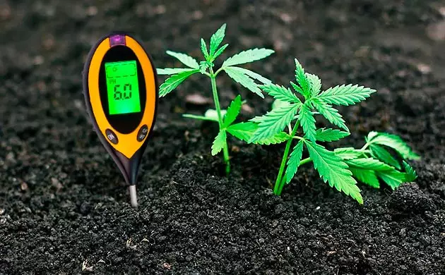 Zinkmangel bei Cannabis