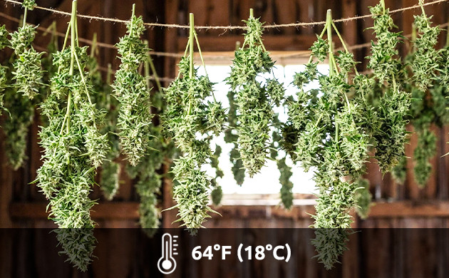 Drying and curing stages grow room temperature too high