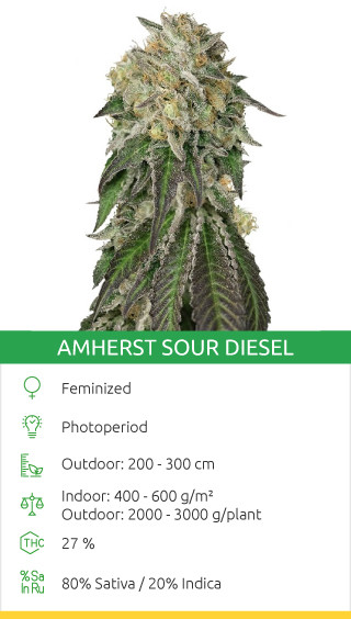 Amherst Sour Diesel Sorte