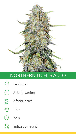 Northern Lights Autoflower Cannabis Sorte