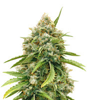 Amnesia Autoflower Cannabis-Samen Kaufen Amnesia Autoflower (Seedstockers)