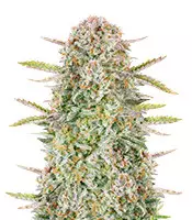Bruce Banner Auto Cannabis-Samen Kaufen Bruce Banner Auto (Fast Buds)