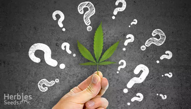 Cannabis Ruderalis