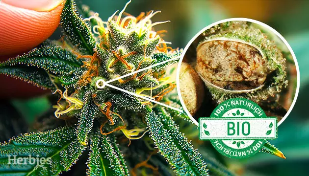 Top-Picks für einen sauberen Bio-Anbau