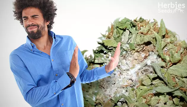 smoking moldy weed