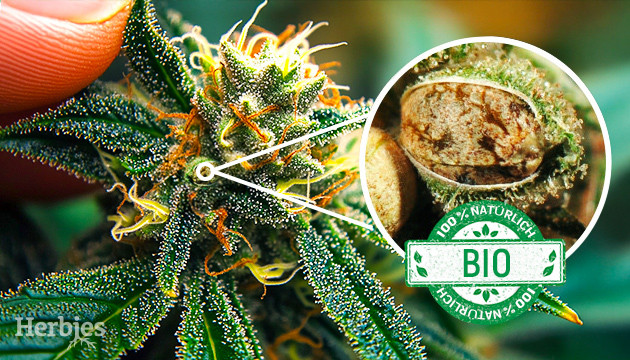Top-Picks für einen sauberen Bio-Anbau