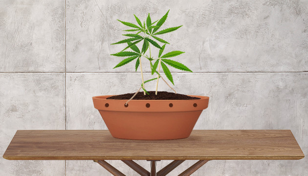 Erweitern Sie Ihre Fähigkeiten im Cannabisanbau