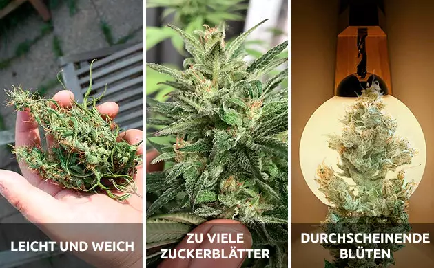 Wie du luftige Blüten erkennst