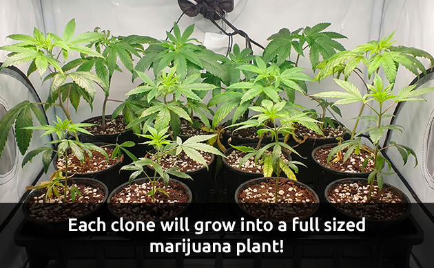 how to clone autoflowering cannabis