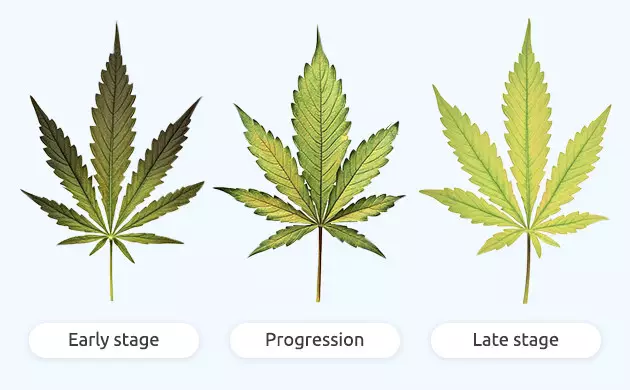 Anzeichen von Eisenmangel bei Cannabis Anzeichen von Eisenmangel bei Cannabis