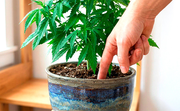 Cannabis-Bewässerungsplan